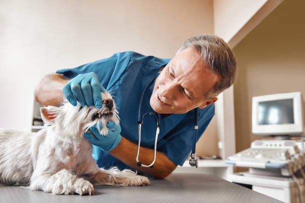 Best Emergency Treatment for Dental Infections or Abscesses in Carlisle, OH